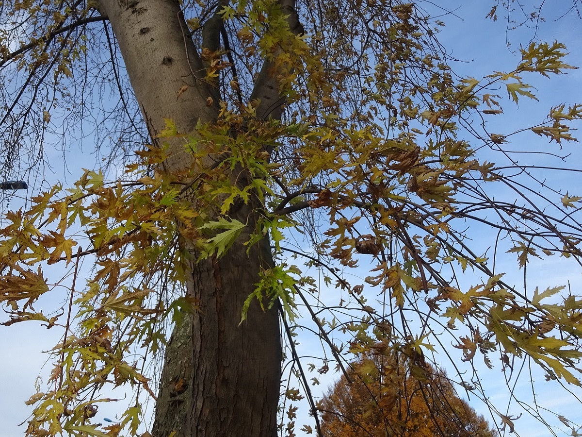 Acer saccharinum (Sapindaceae)